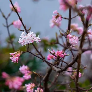 Rosa blomster på spring i det tidlige forår